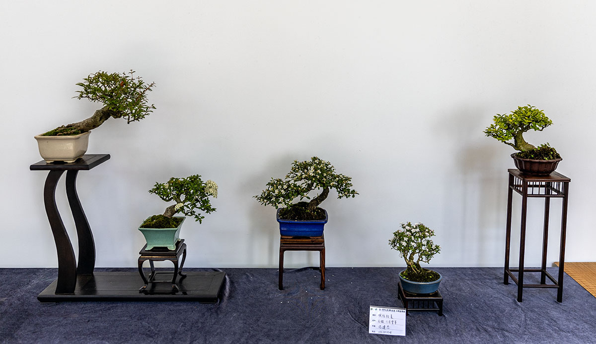 2024上海国际花展小微盆景展