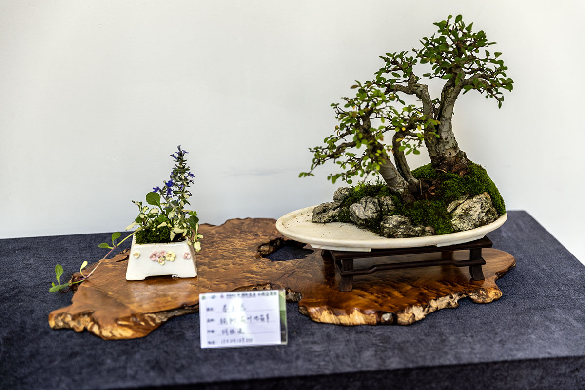 2024上海国际花展小微盆景展