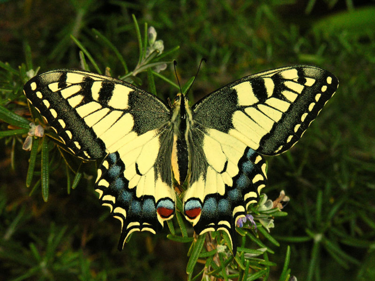 燕尾（Papilio machaon）