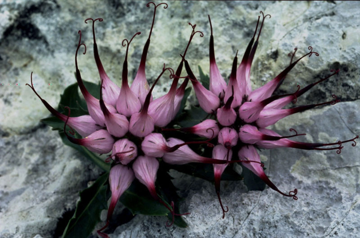“喙檐花”Physoplexis comosa
