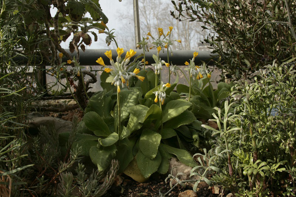 帕里努里报春花（Primula palinuri）