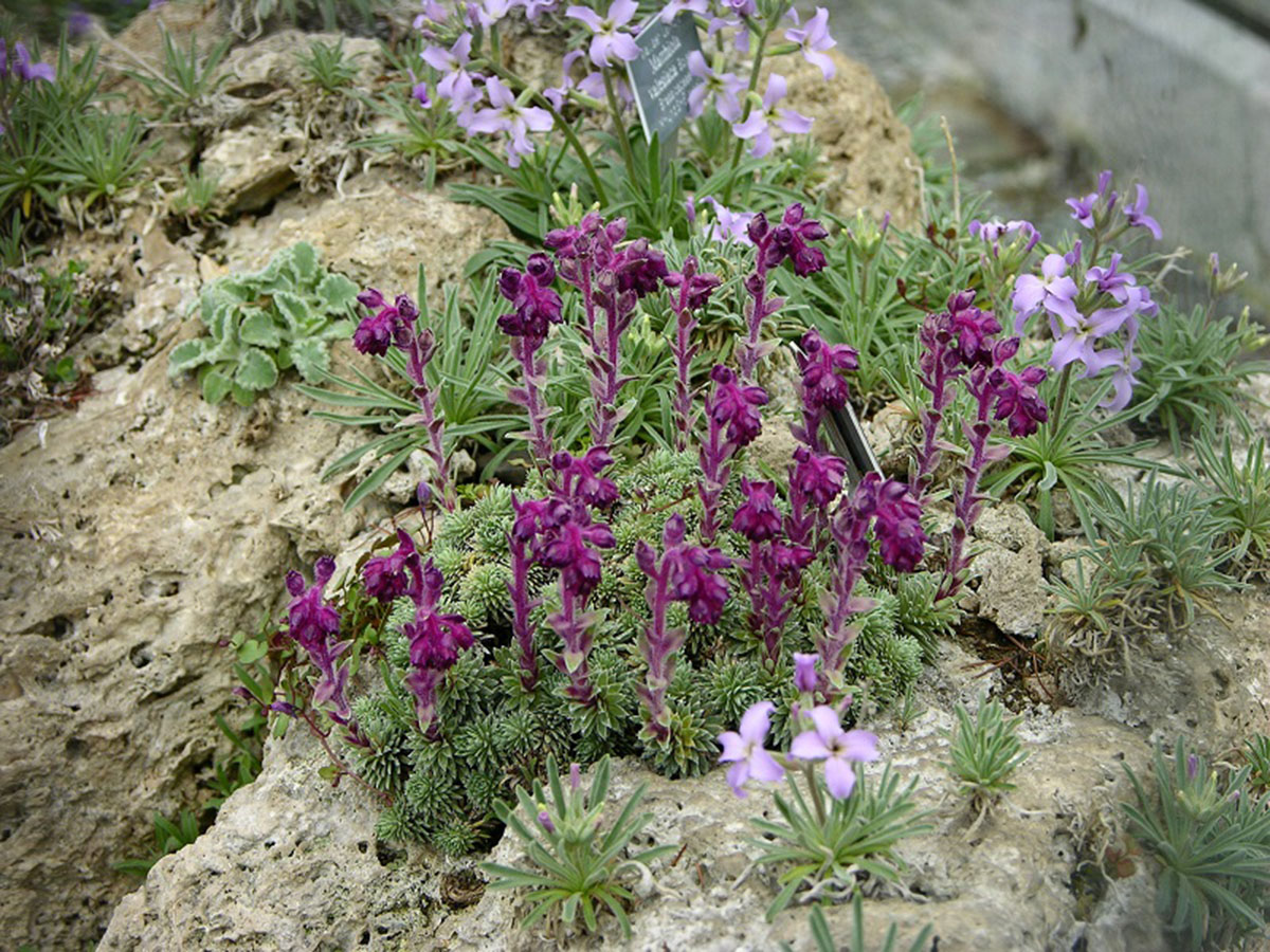 虎耳草（Saxifraga sempervivum）和瓦莱蜀葵（Matthiola valesiaca）
