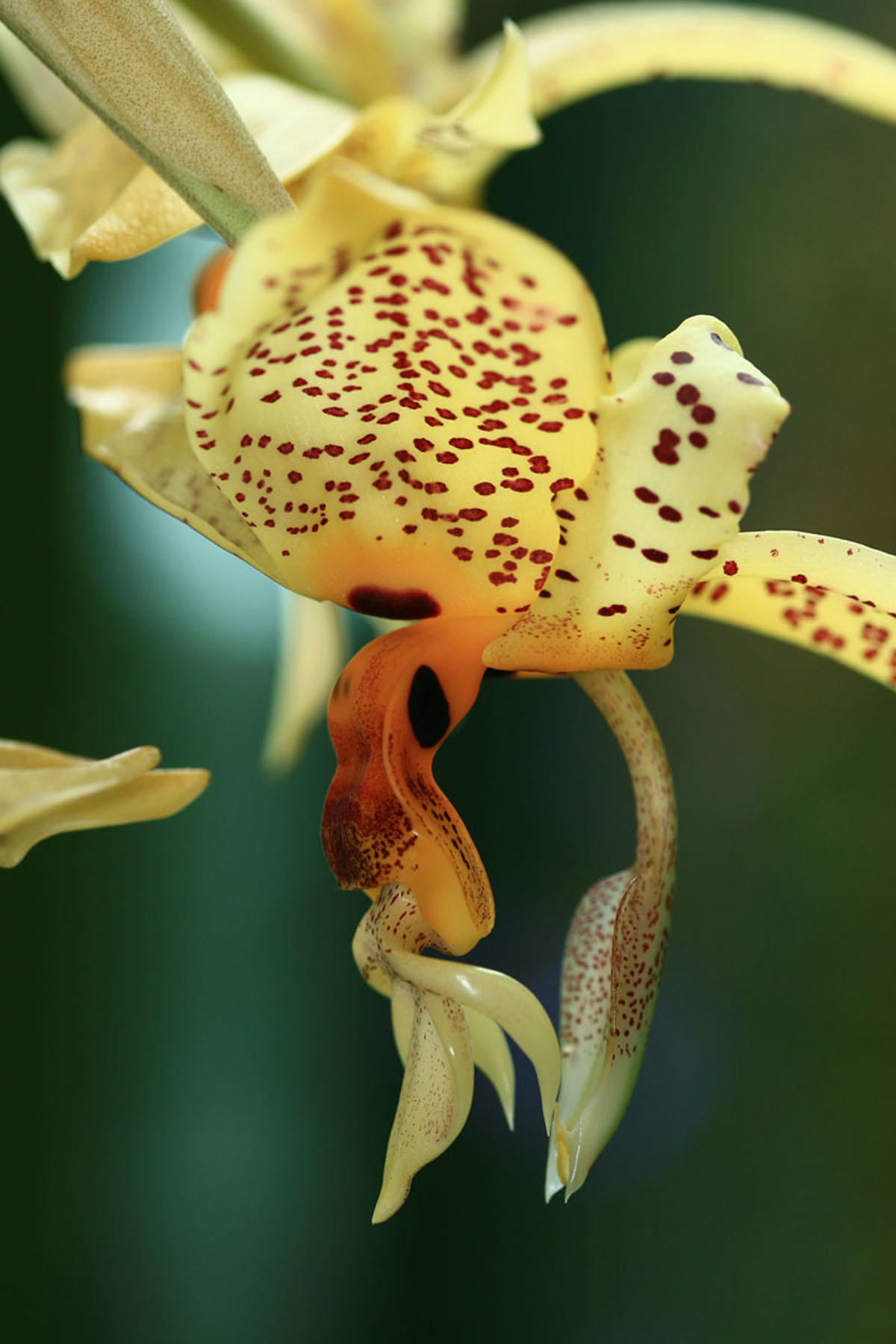 香奇唇兰（Stanhopea oculata）