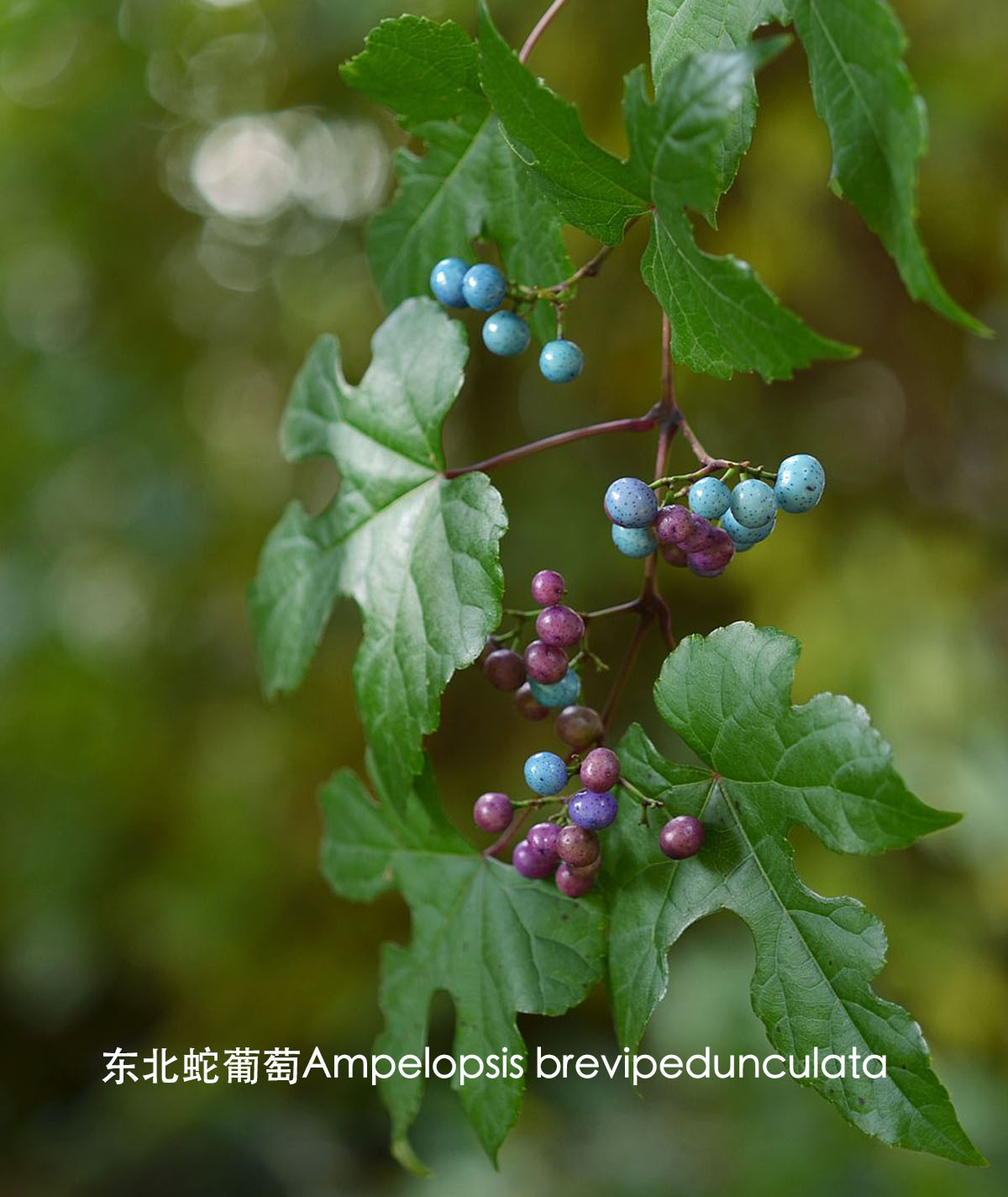 荫生植物花园