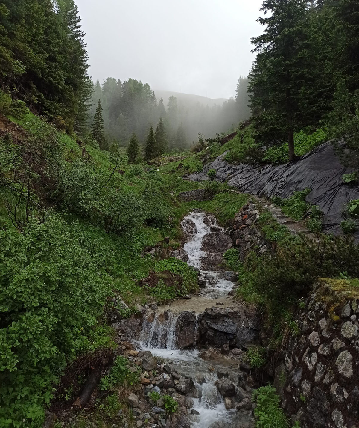 瑞士古格巴赫塔尔高山植物园
