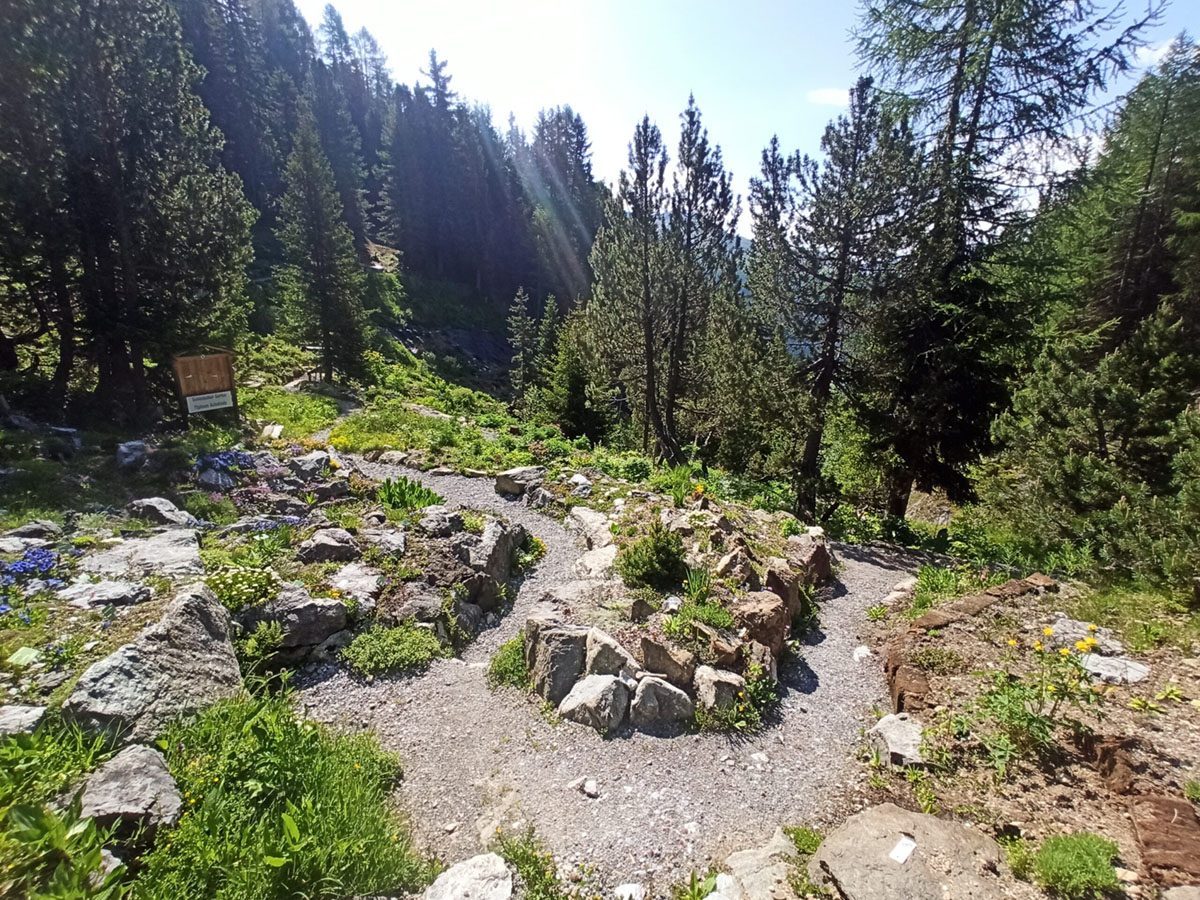 瑞士古格巴赫塔尔高山植物园