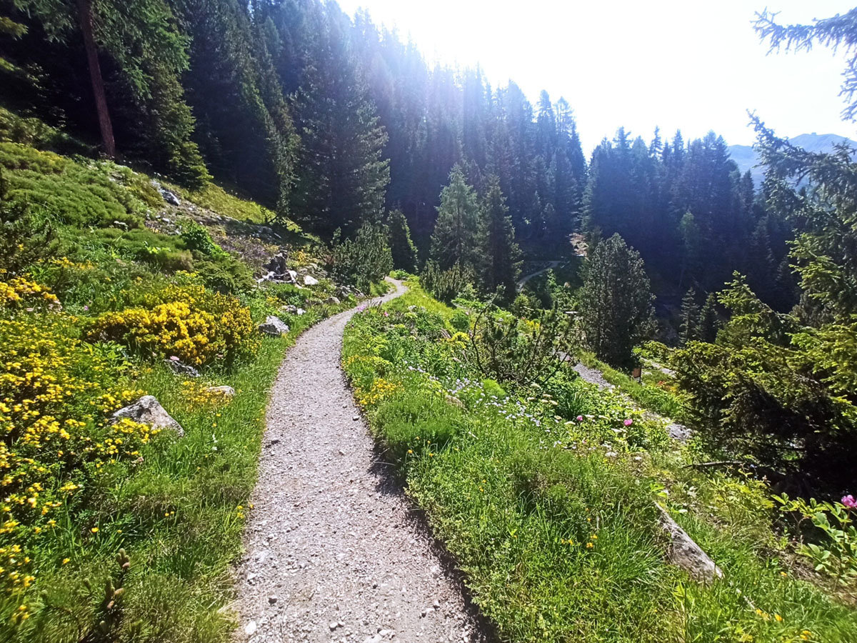 瑞士古格巴赫塔尔高山植物园
