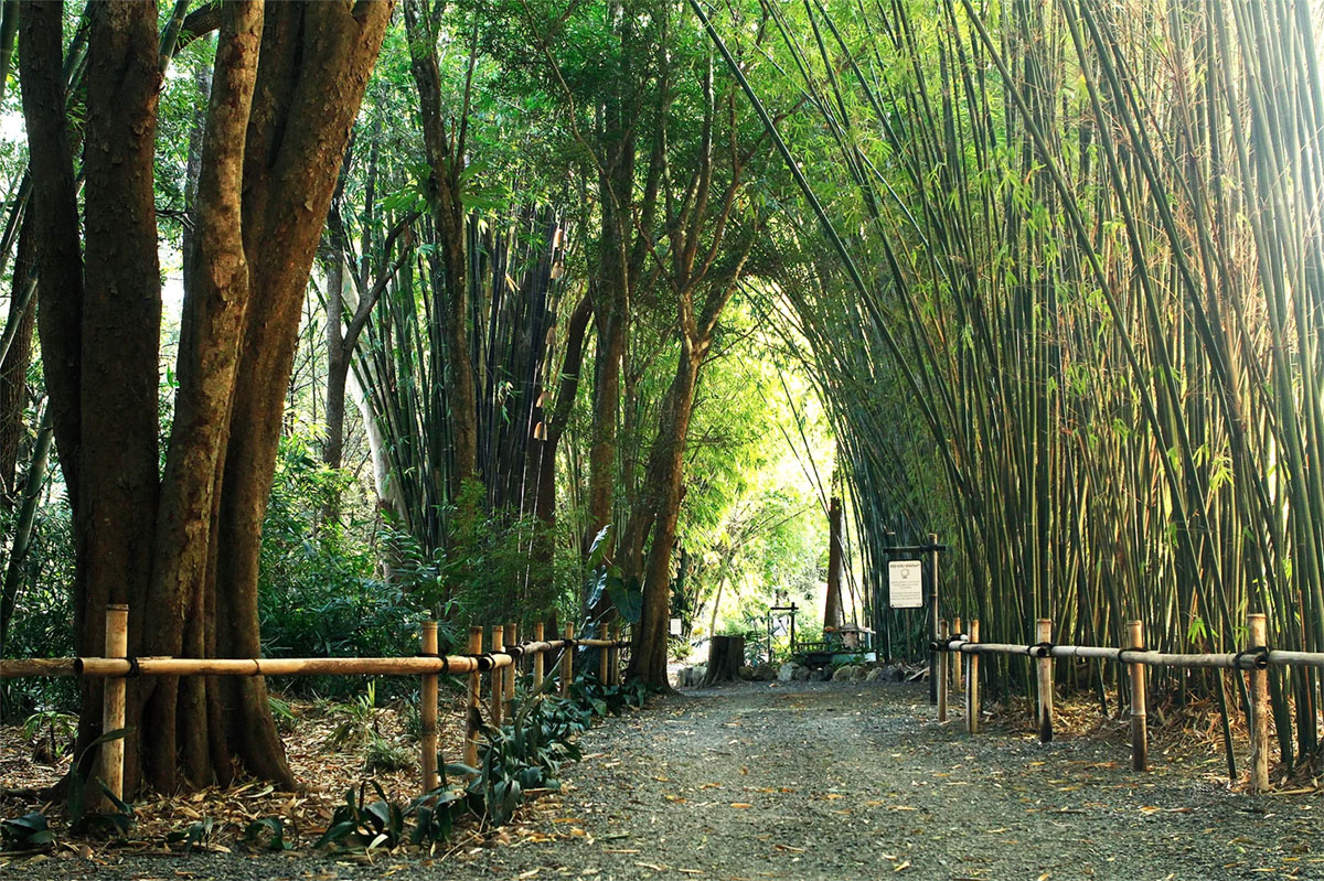 澳大利亚Bamboo Down Under竹子苗圃