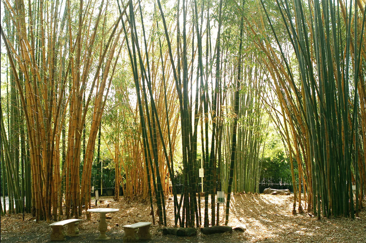 澳大利亚Bamboo Down Under竹子苗圃