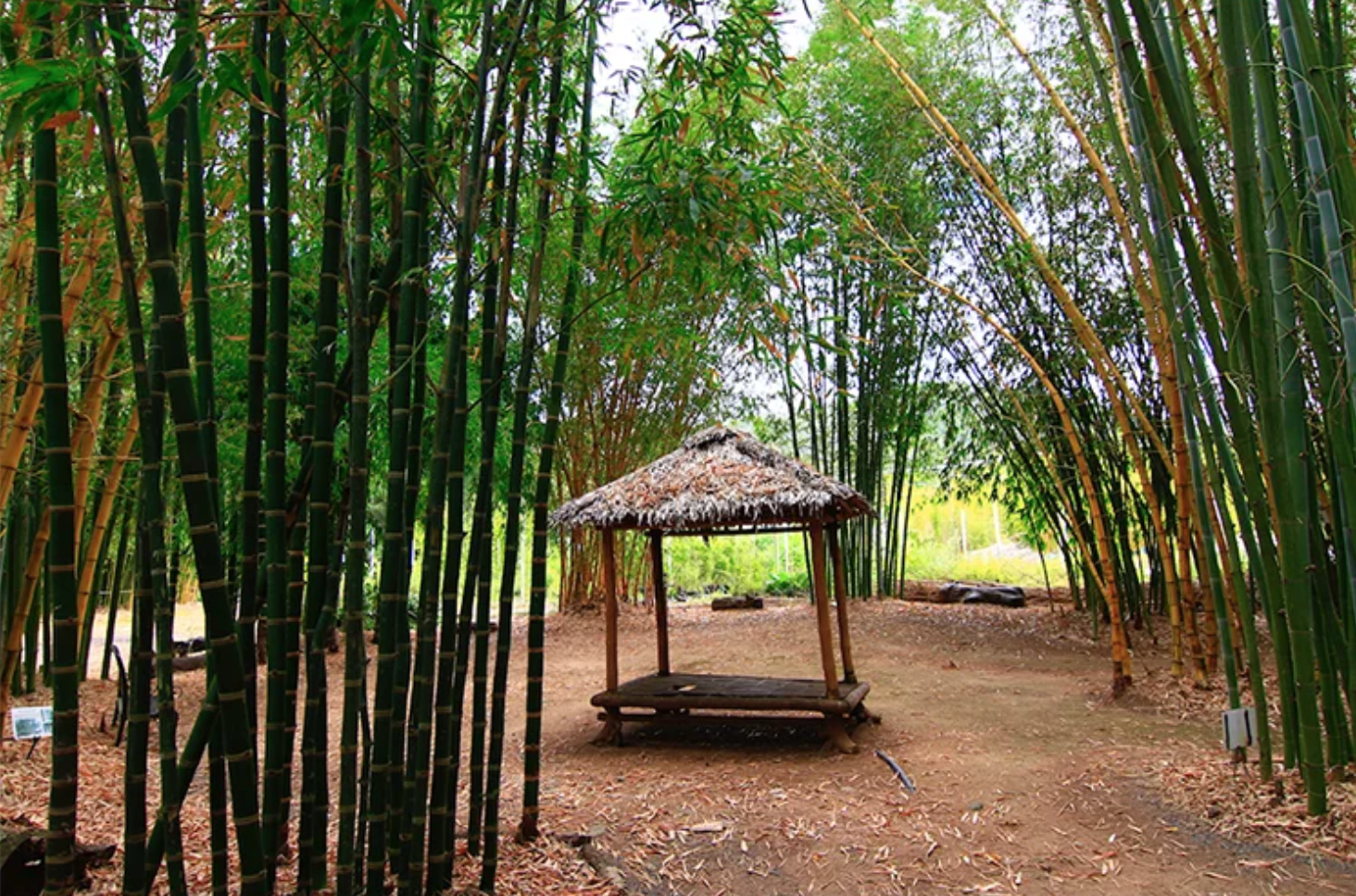 澳大利亚Bamboo Down Under竹子苗圃