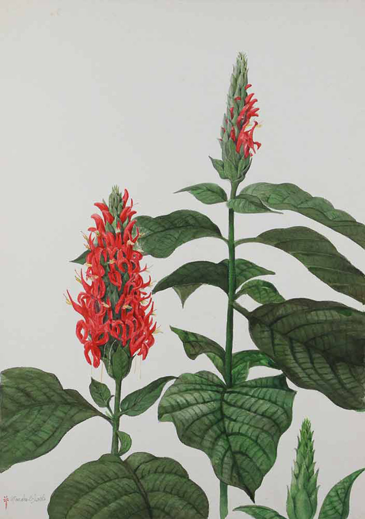 爵床科绯红珊瑚花Pachystachys coccinea