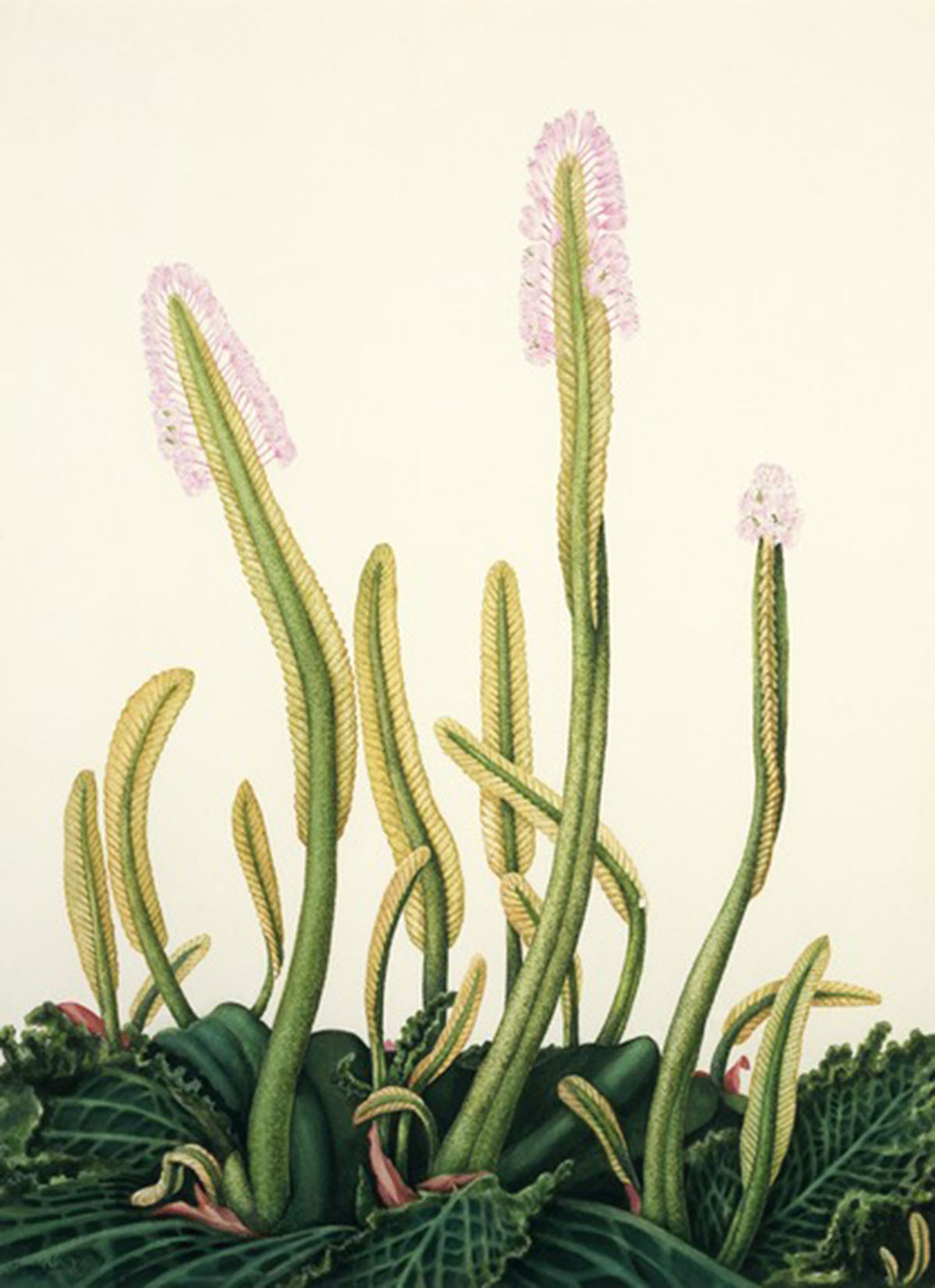 河裙草