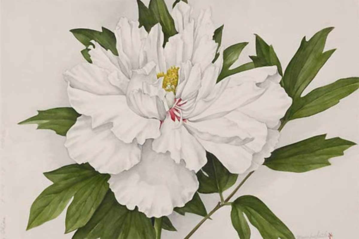 牡丹