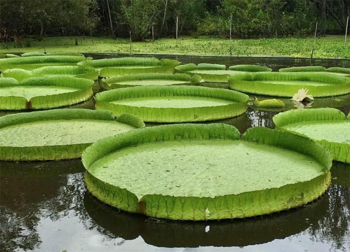 美国卡纳帕哈植物园Kanapaha Botanical Gardens