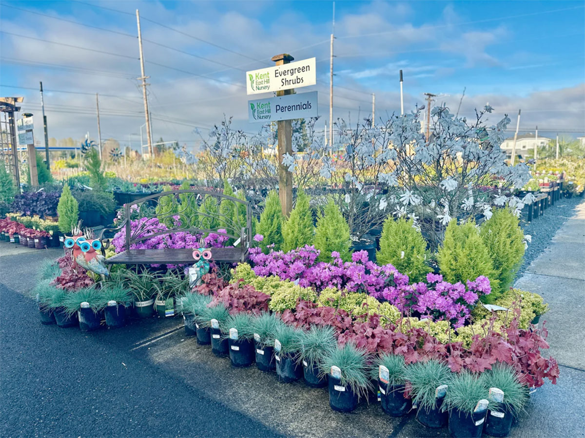 美国肯特东山苗圃Kent East Hill Nursery