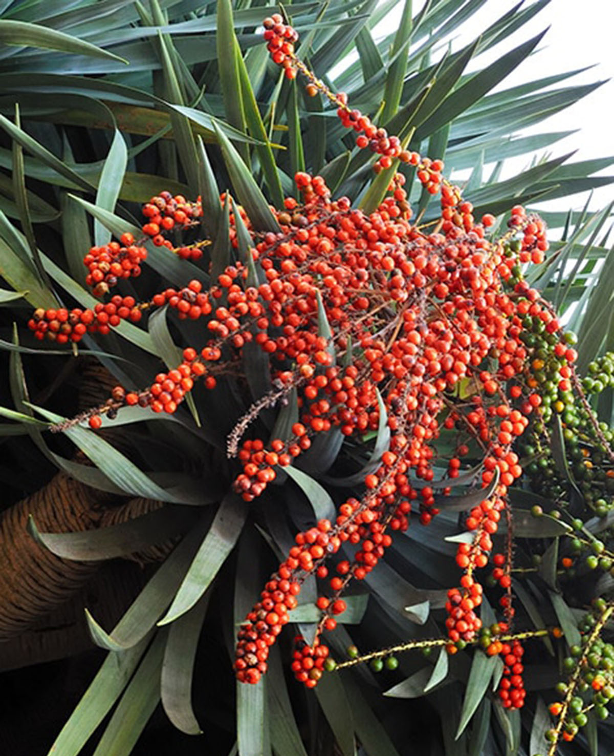 美国莲花园Ganna Walska Lotusland