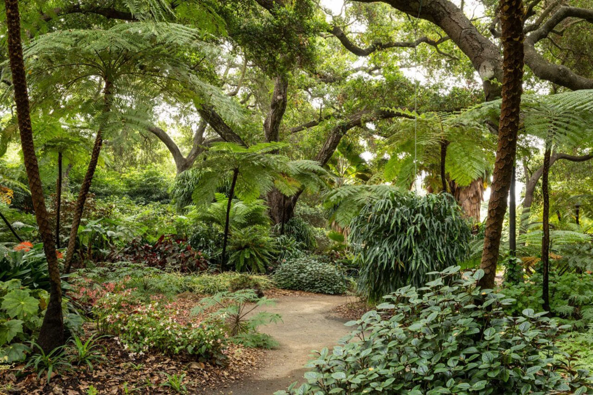 蕨类植物园（Fern Garden）