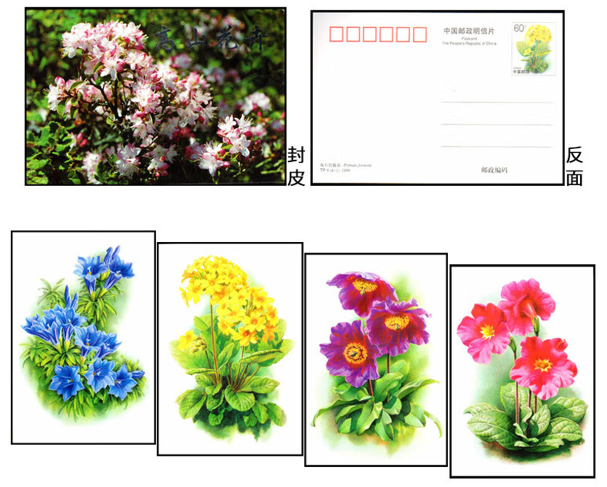《高山花卉》