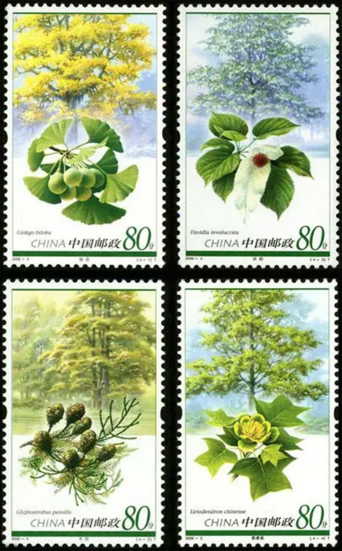孑遗植物
