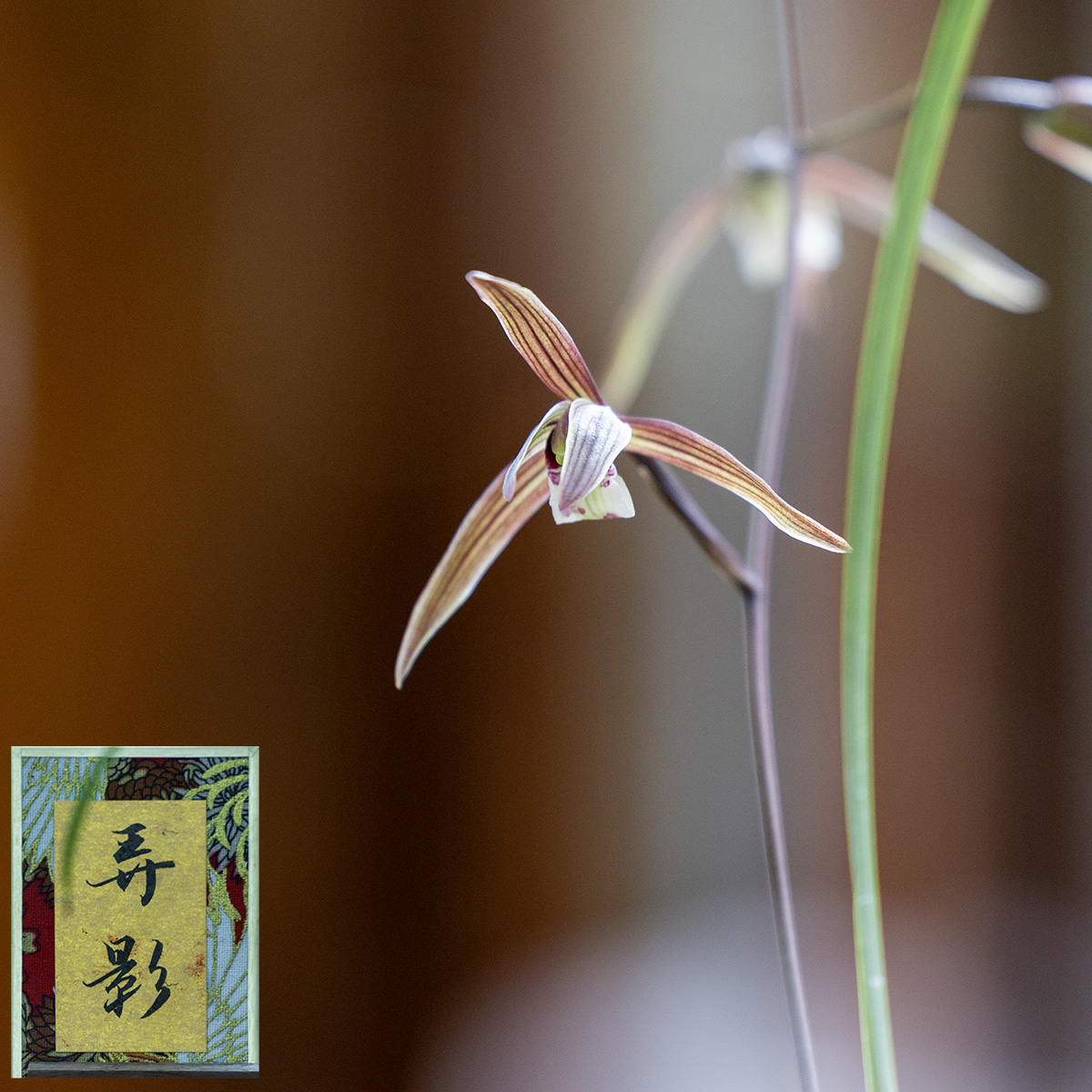 上海植物园寒兰展
