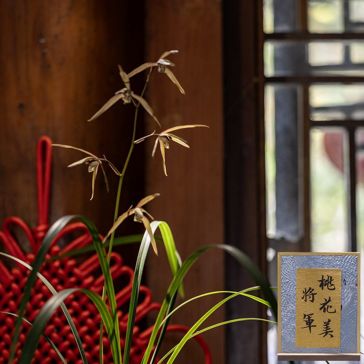 上海植物园寒兰展