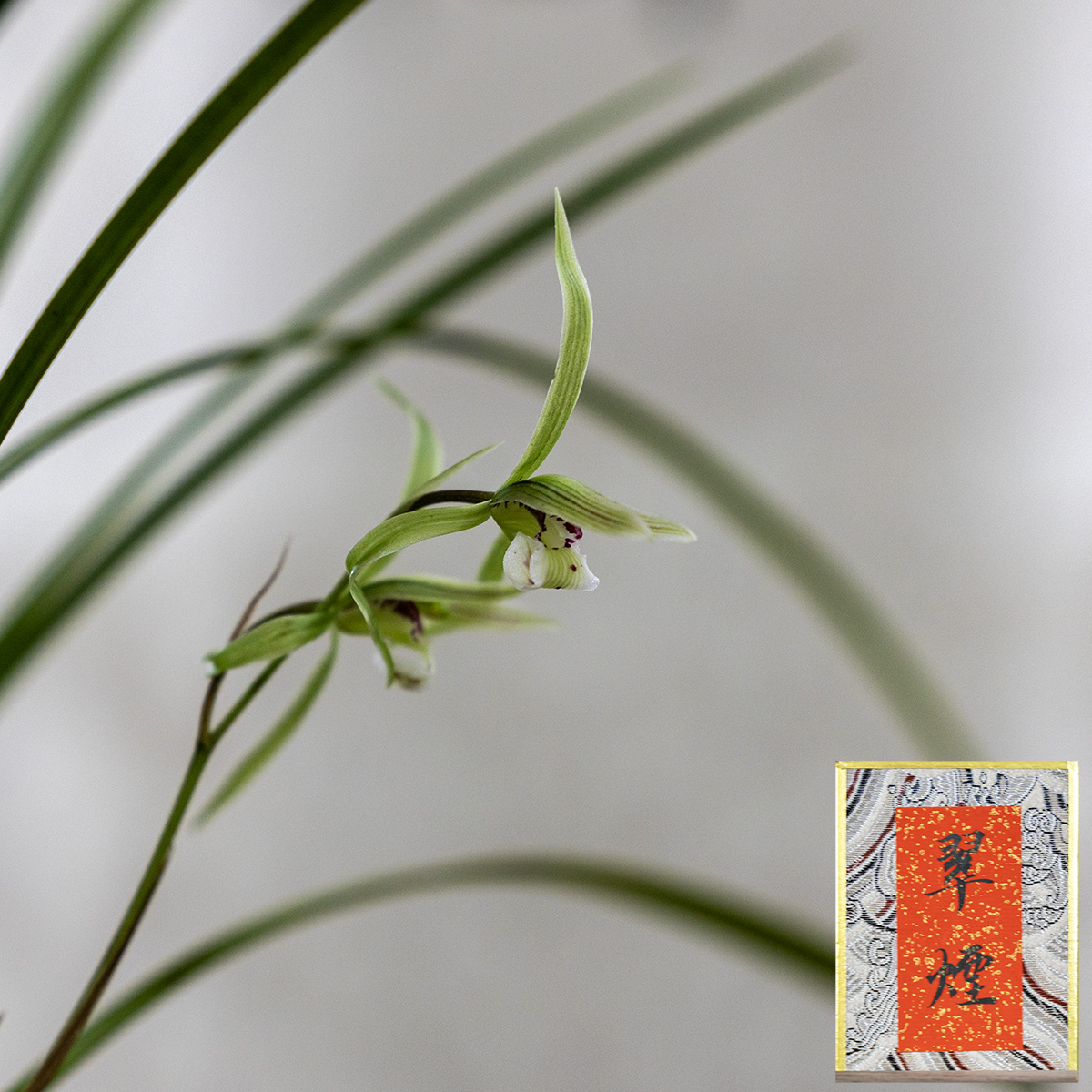 上海植物园寒兰展