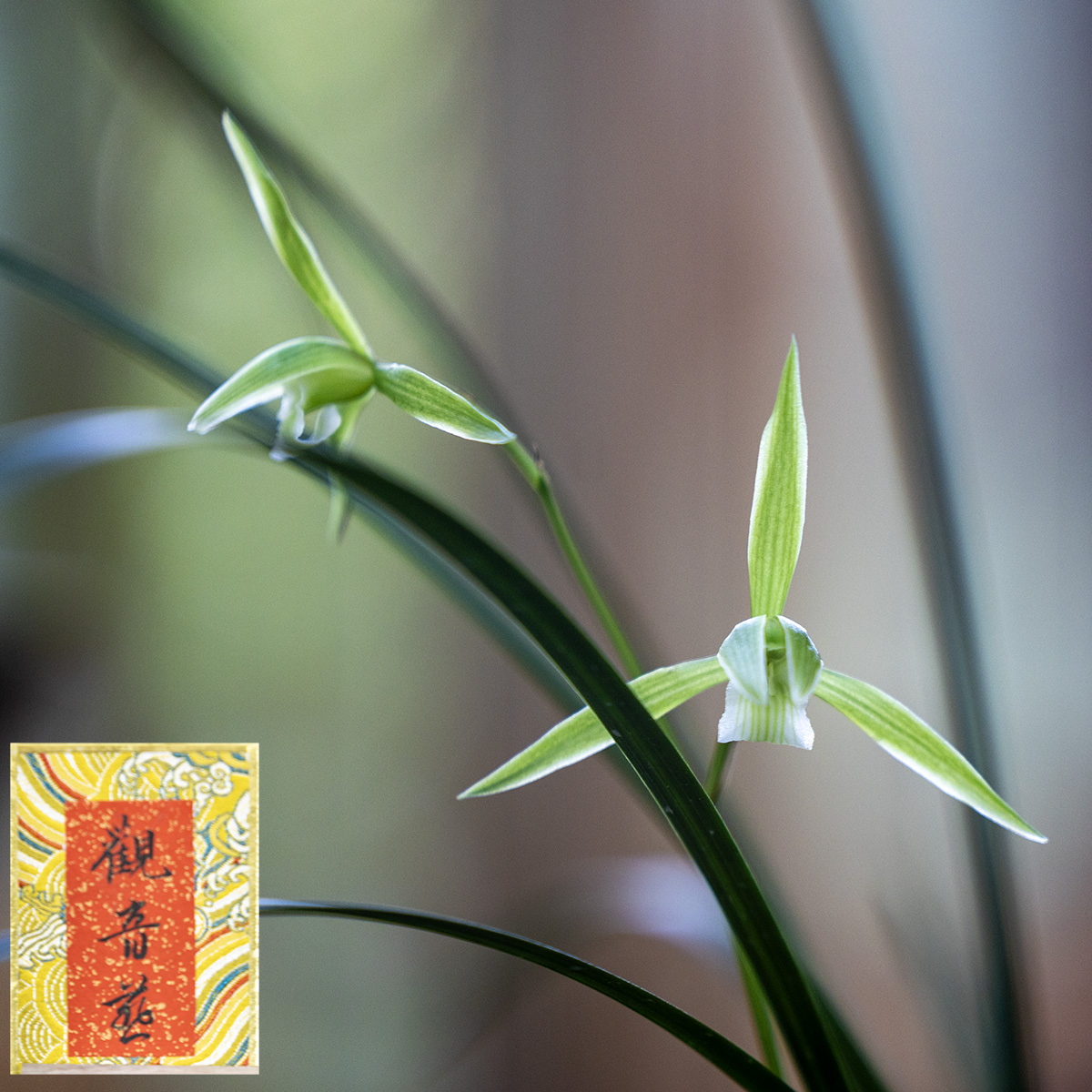 上海植物园寒兰展