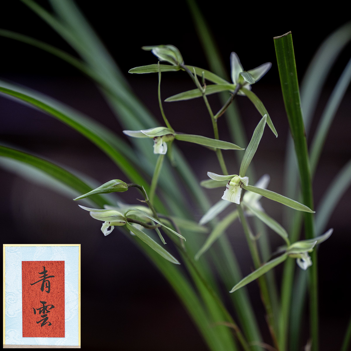 上海植物园寒兰展