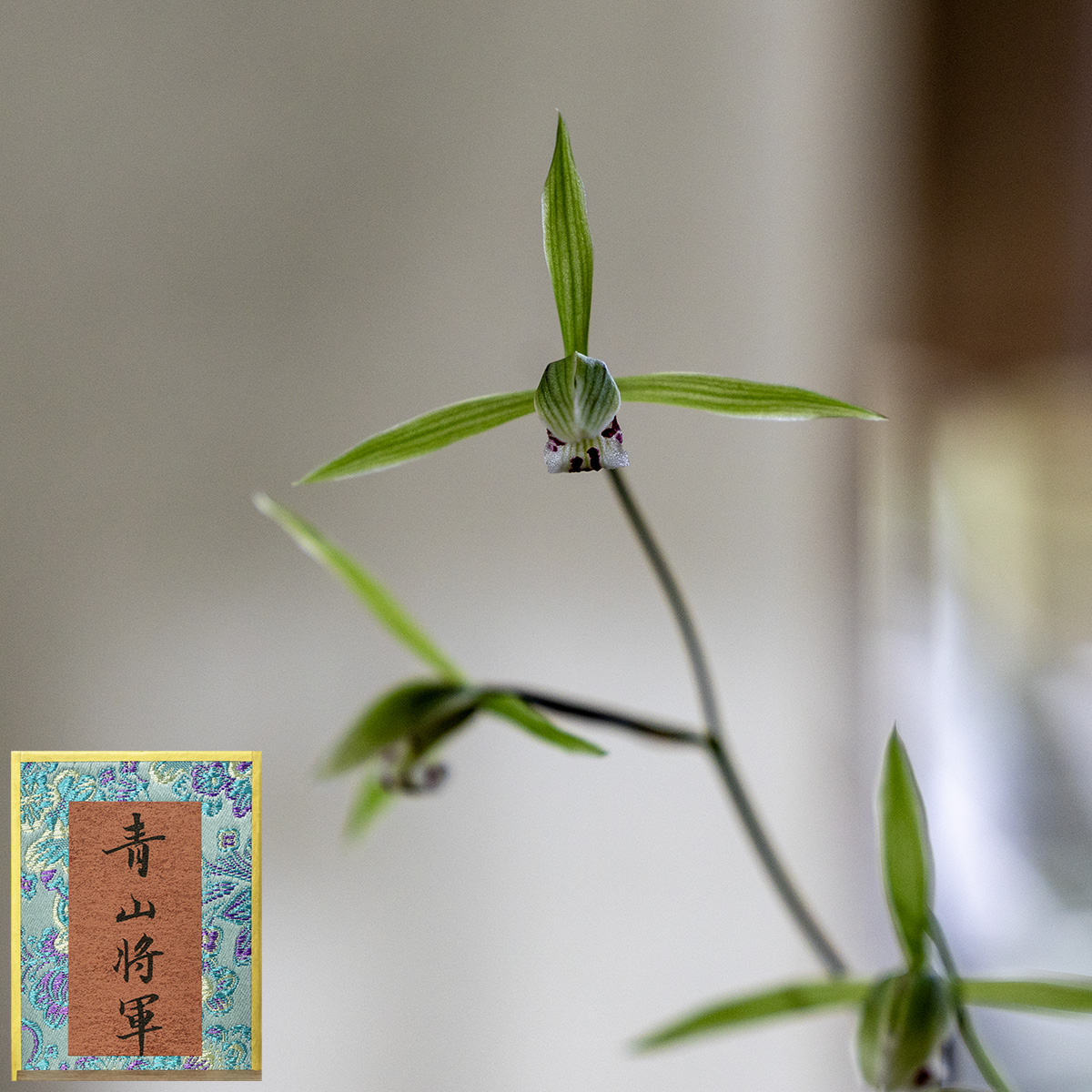 上海植物园寒兰展