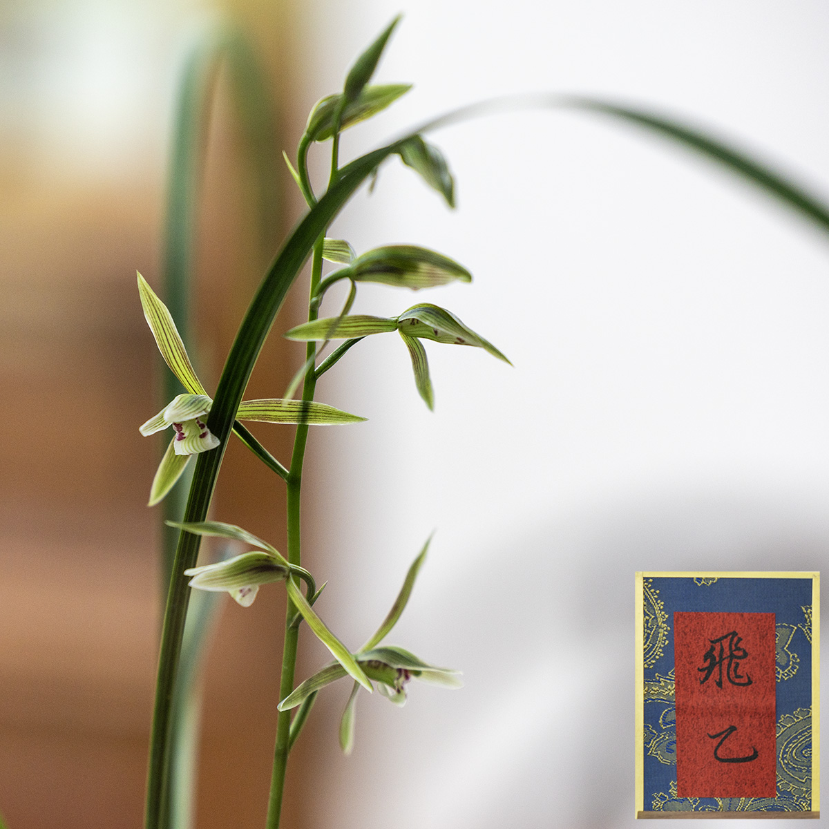 上海植物园寒兰展