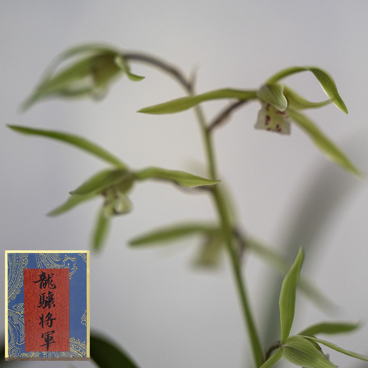 上海植物园寒兰展