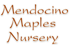 加拿大MENDOCINO枫树苗圃