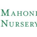 美国Mahonia苗圃