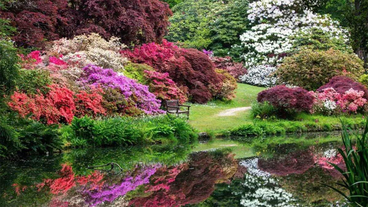英国埃克斯伯里花园 Exbury Gardens
