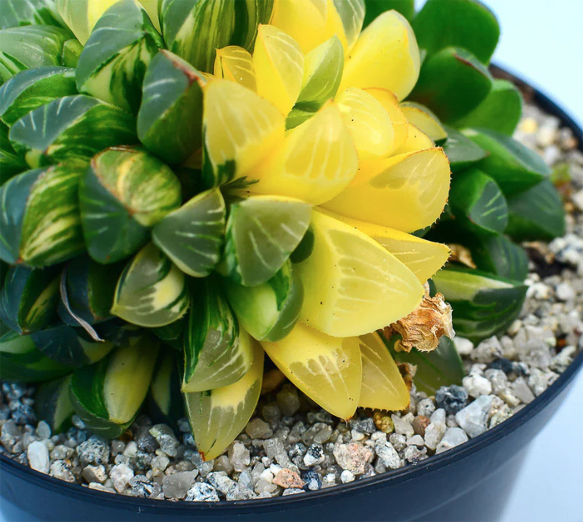 多肉植物十二卷属（Haworthia）养护指南