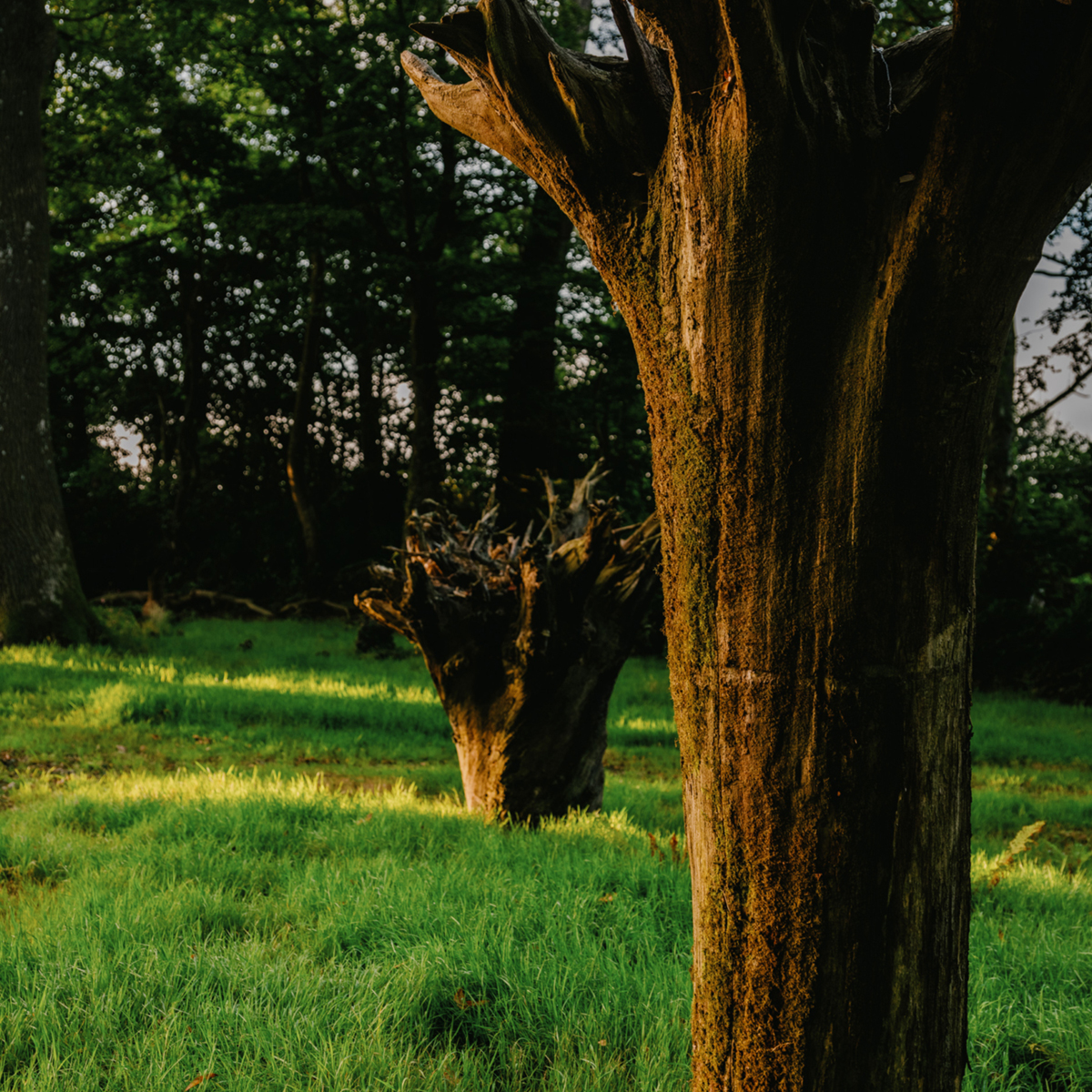 Upside-down trees
