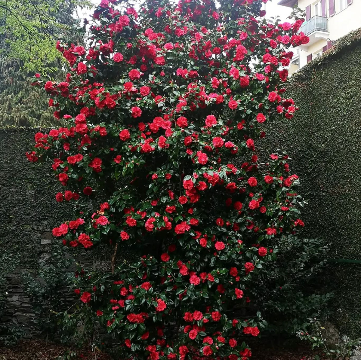 意大利金山茶花园Golden Camellia