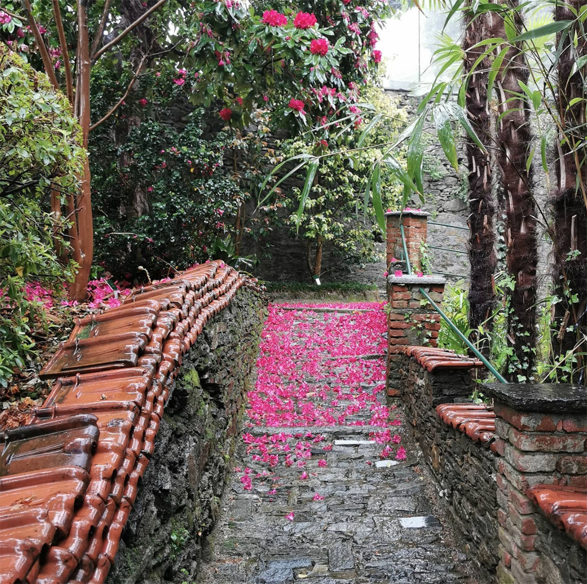 意大利金山茶花园Golden Camellia