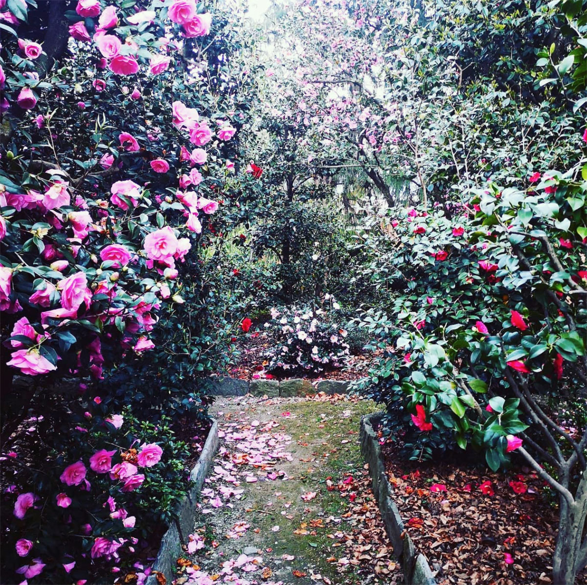 意大利金山茶花园Golden Camellia