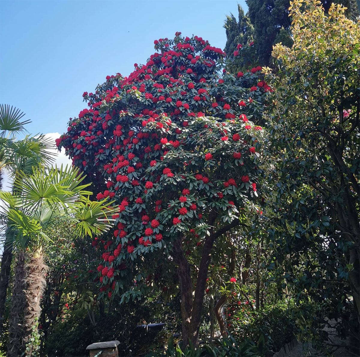 意大利金山茶花园Golden Camellia