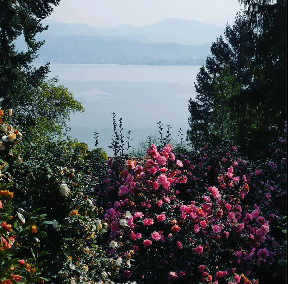 意大利金山茶花园Golden Camellia