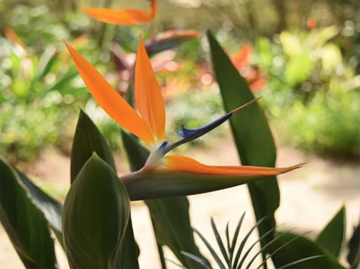 热带花园（Tropical Garden）​