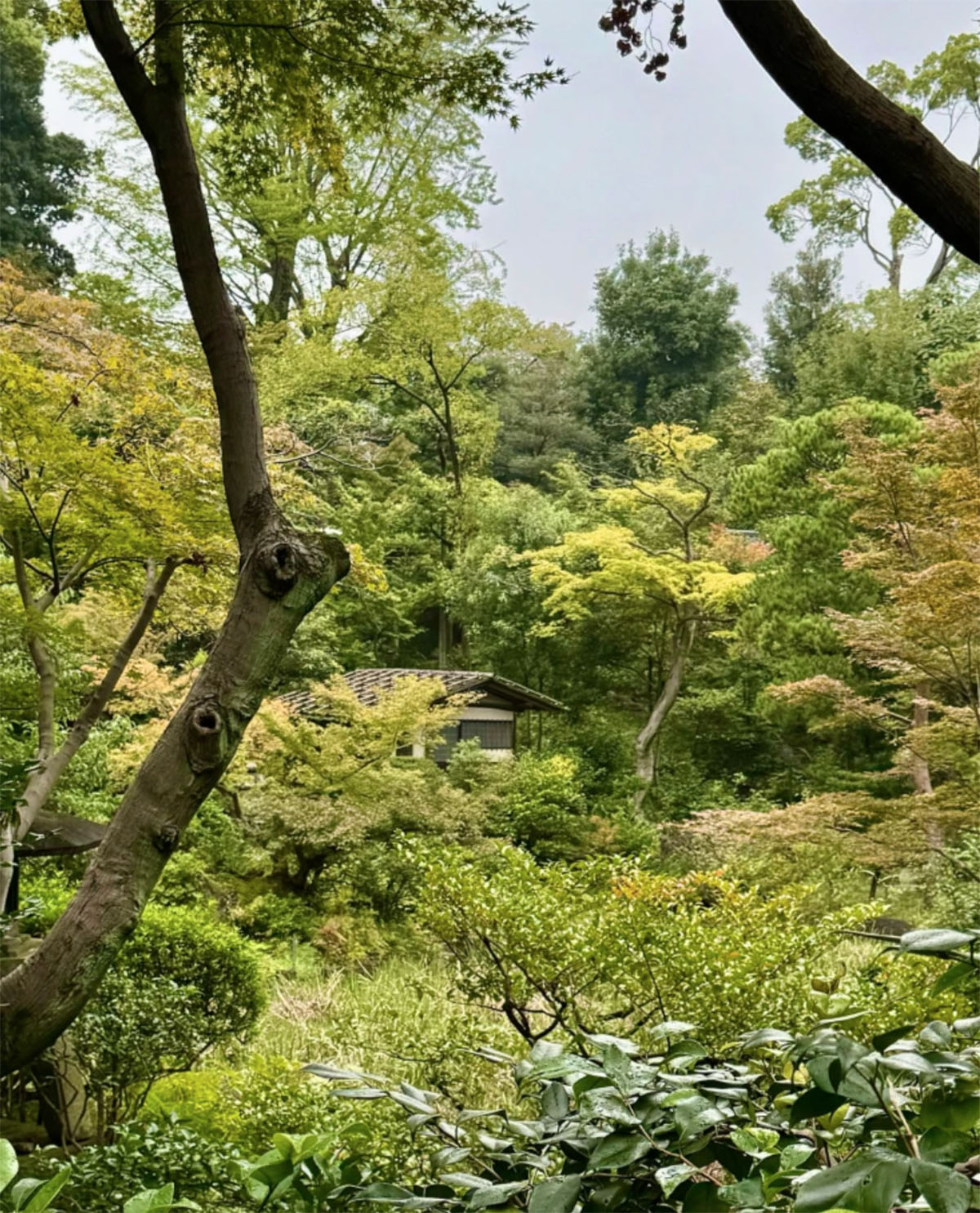 日本东京根津博物馆和花园