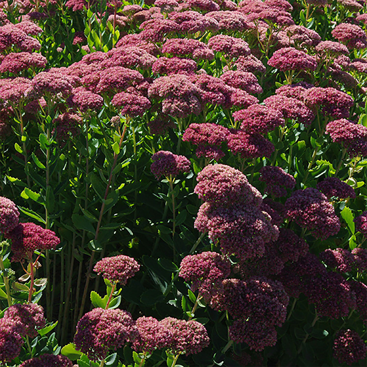 景天‘秋日喜悦’（Sedum ‘Autumn Joy’）