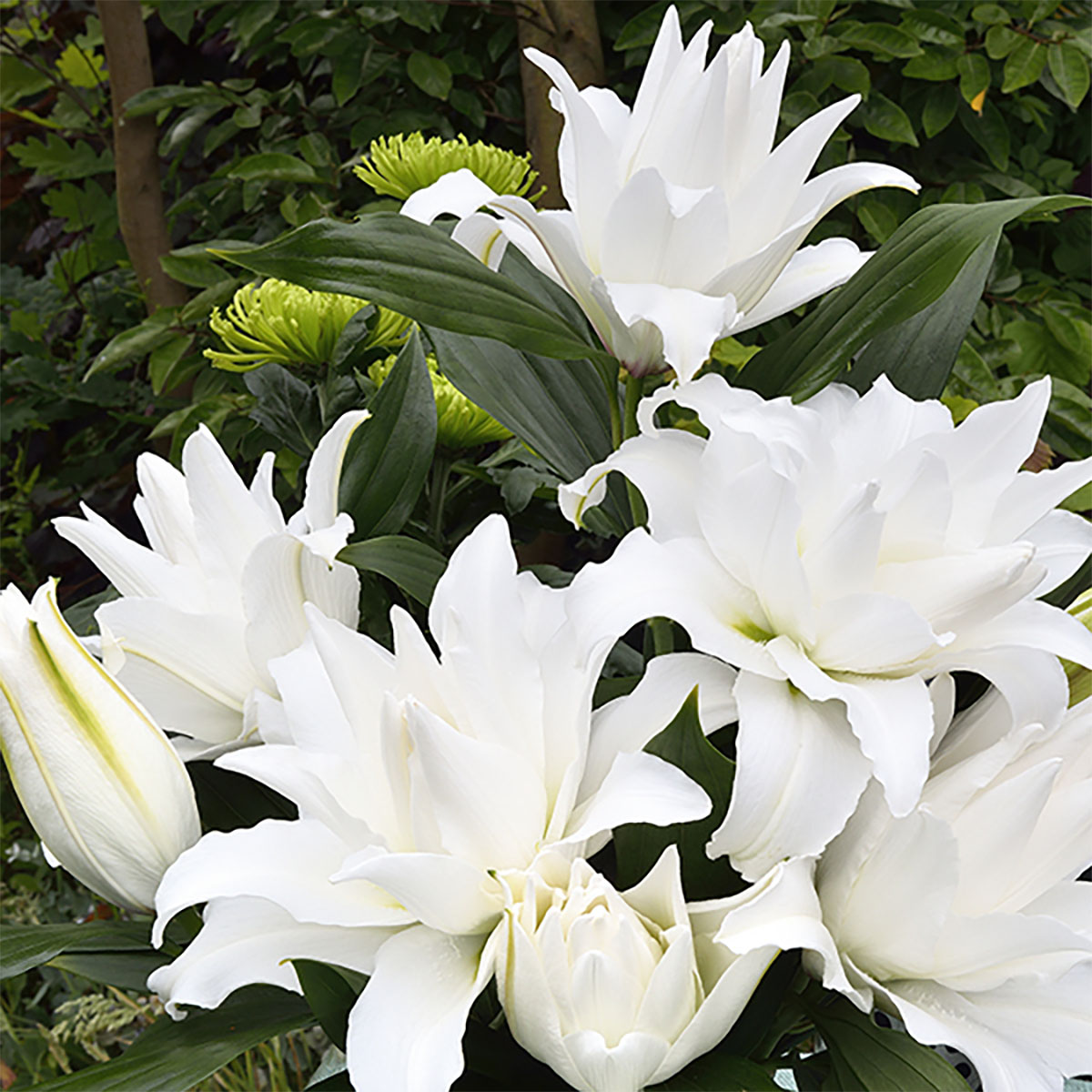 玫瑰百合‘安吉拉’（Roselily ‘Angela’）