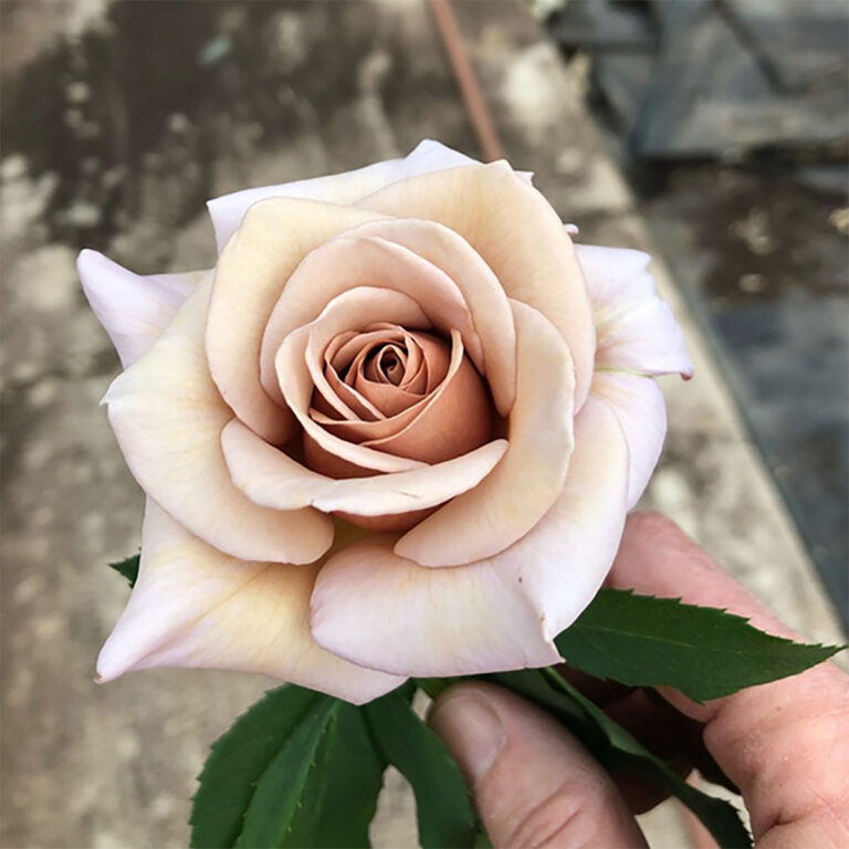 玫瑰‘可可洛可’（Rose ‘Koko Loko’）
