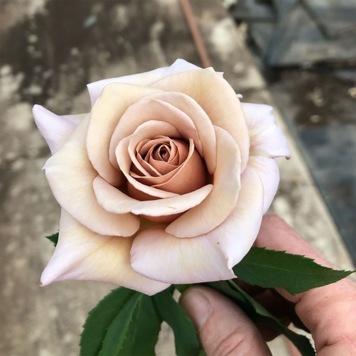 玫瑰‘可可洛可’（Rose ‘Koko Loko’）
