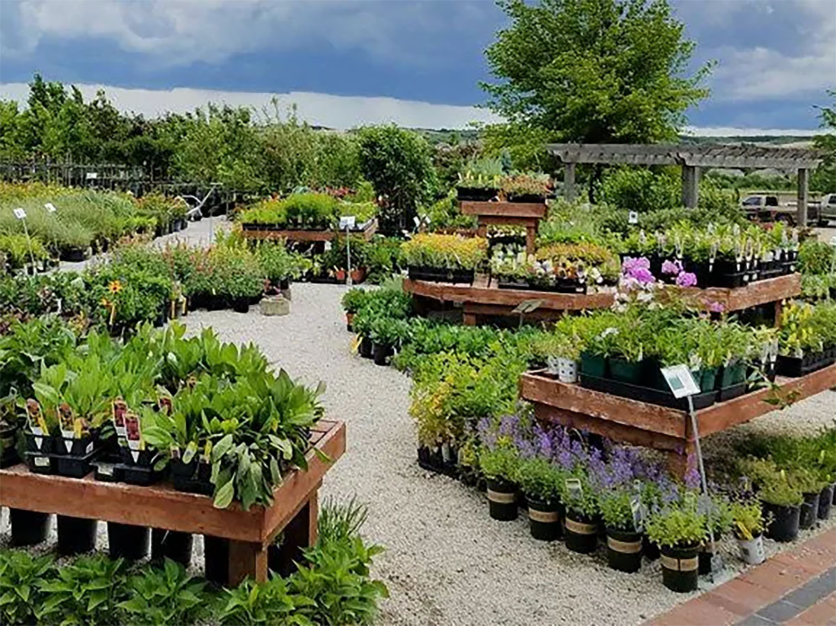 美国布卢维尔苗圃Blueville Nursery