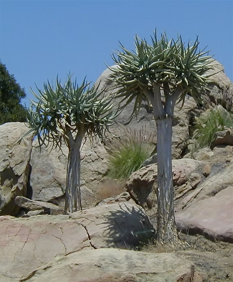 美国圣地亚哥仙人掌和多肉植物协会