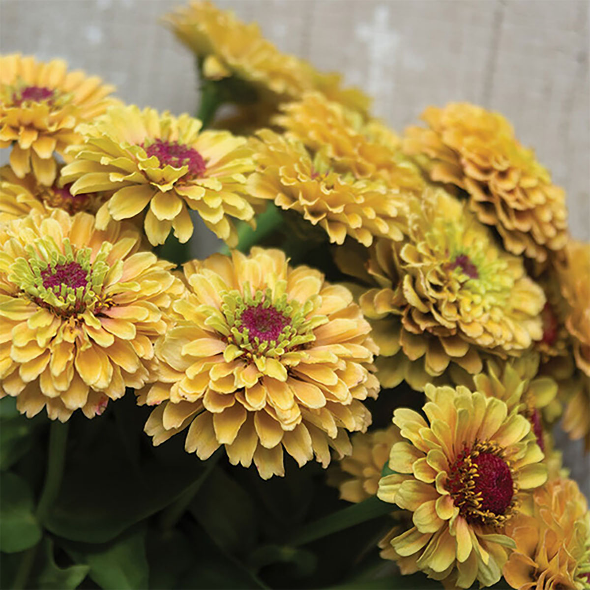 百日菊‘奎妮柠檬蜜桃’（Zinnia ‘Queeny Lemon Peach’）